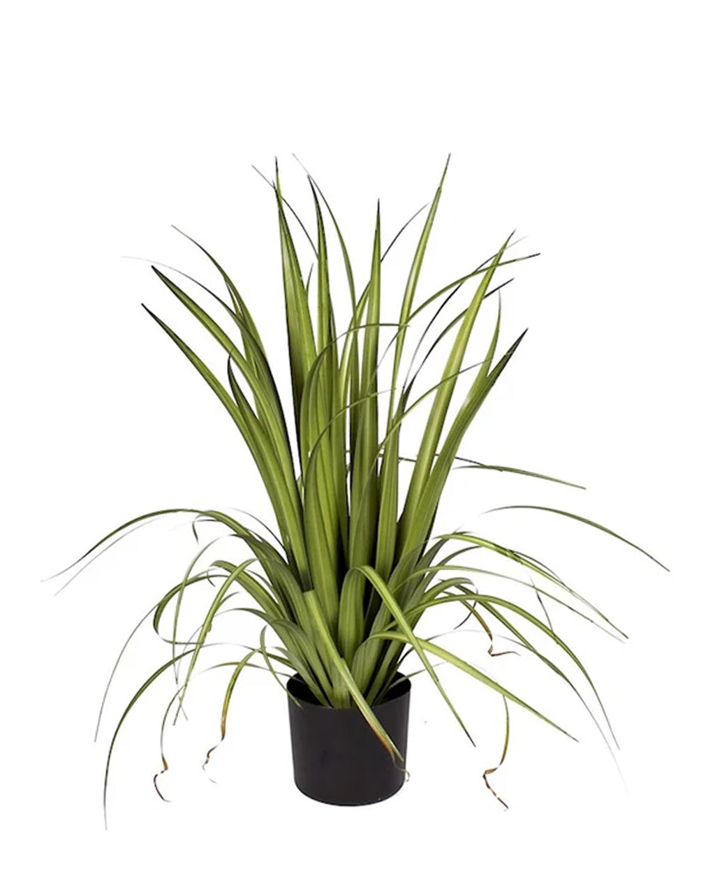 P1526-GLADIOLUS GRASS