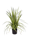 P1526-GLADIOLUS GRASS