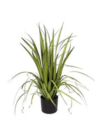 P1526-GLADIOLUS GRASS