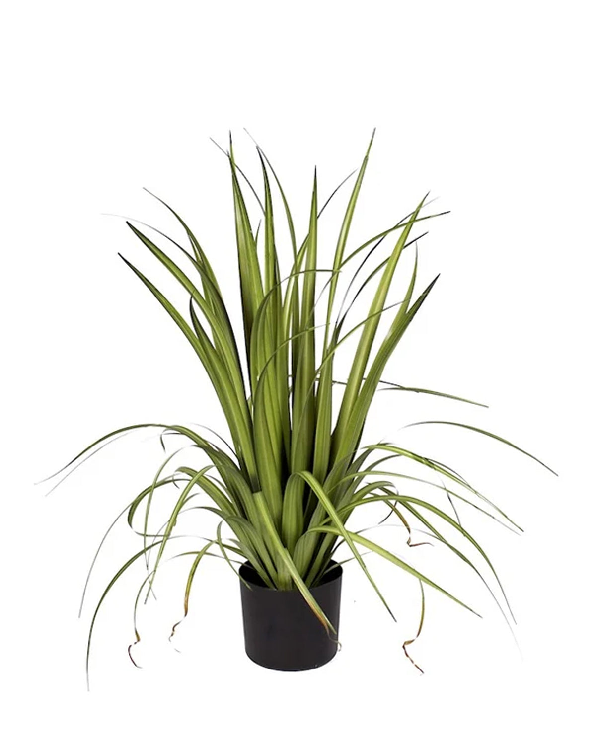 P1526-GLADIOLUS GRASS