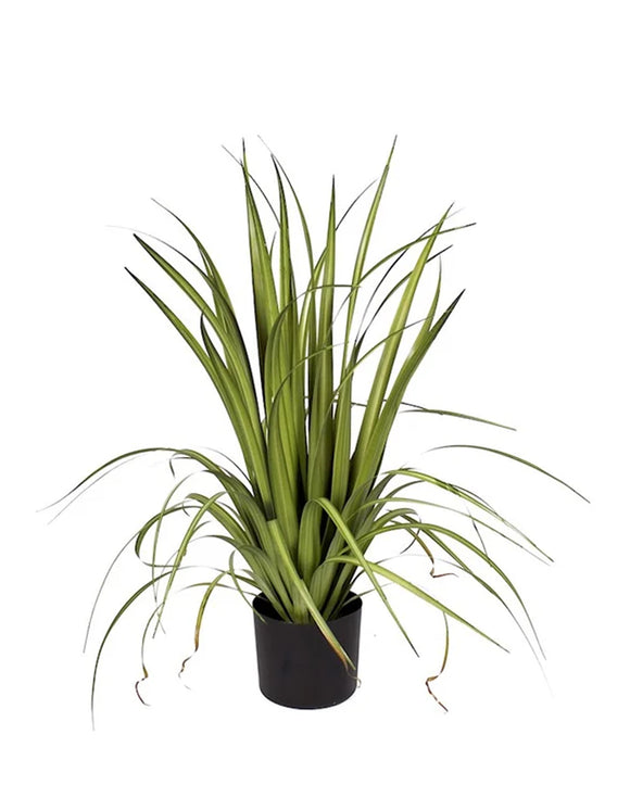 P1526-GLADIOLUS GRASS