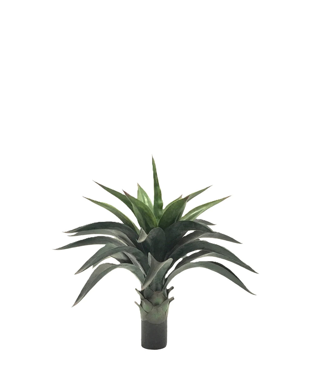 P3501N-AGAVE PLANT