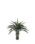 P3501N-AGAVE PLANT