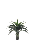 P3501N-AGAVE PLANT