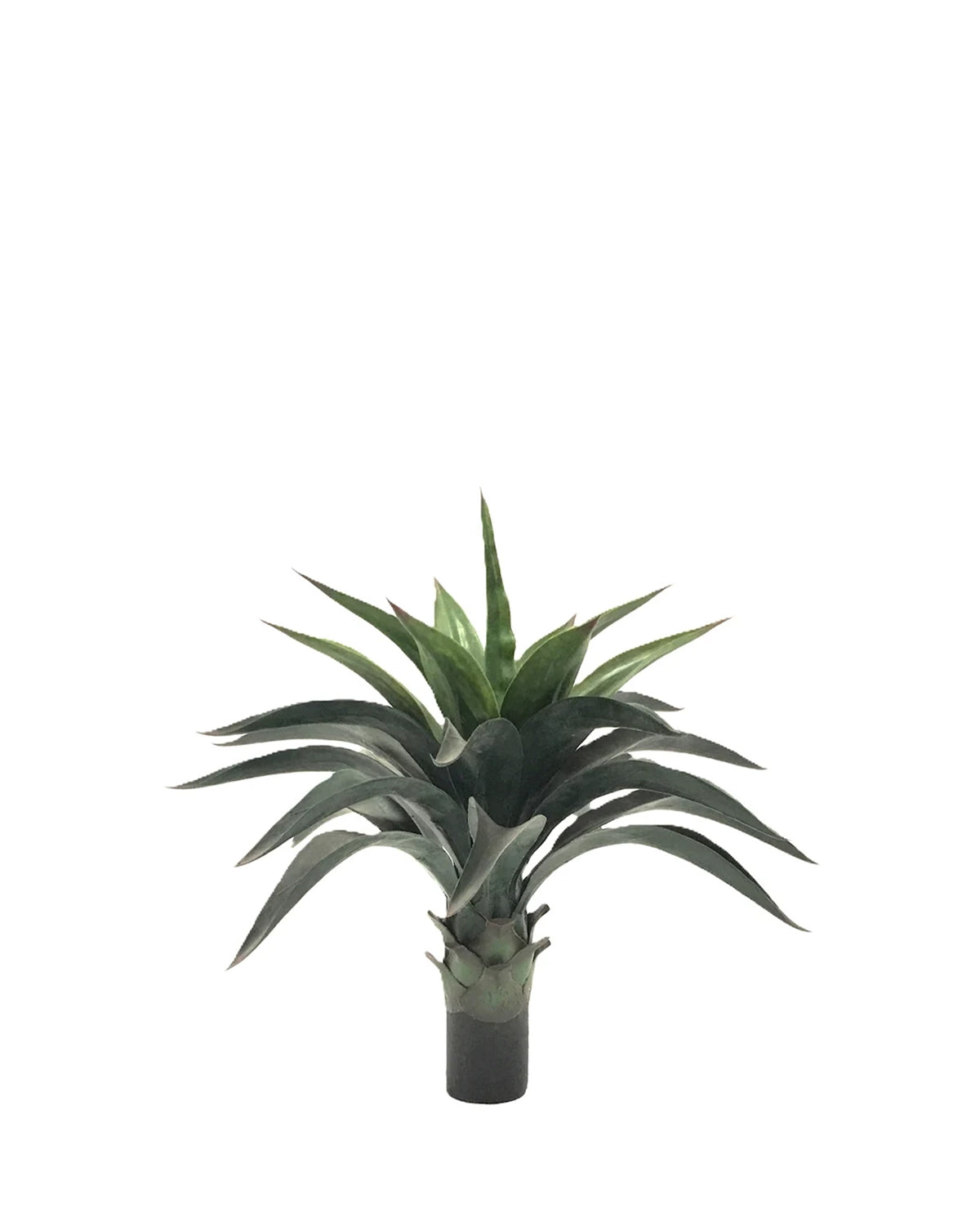 P3501N-AGAVE PLANT