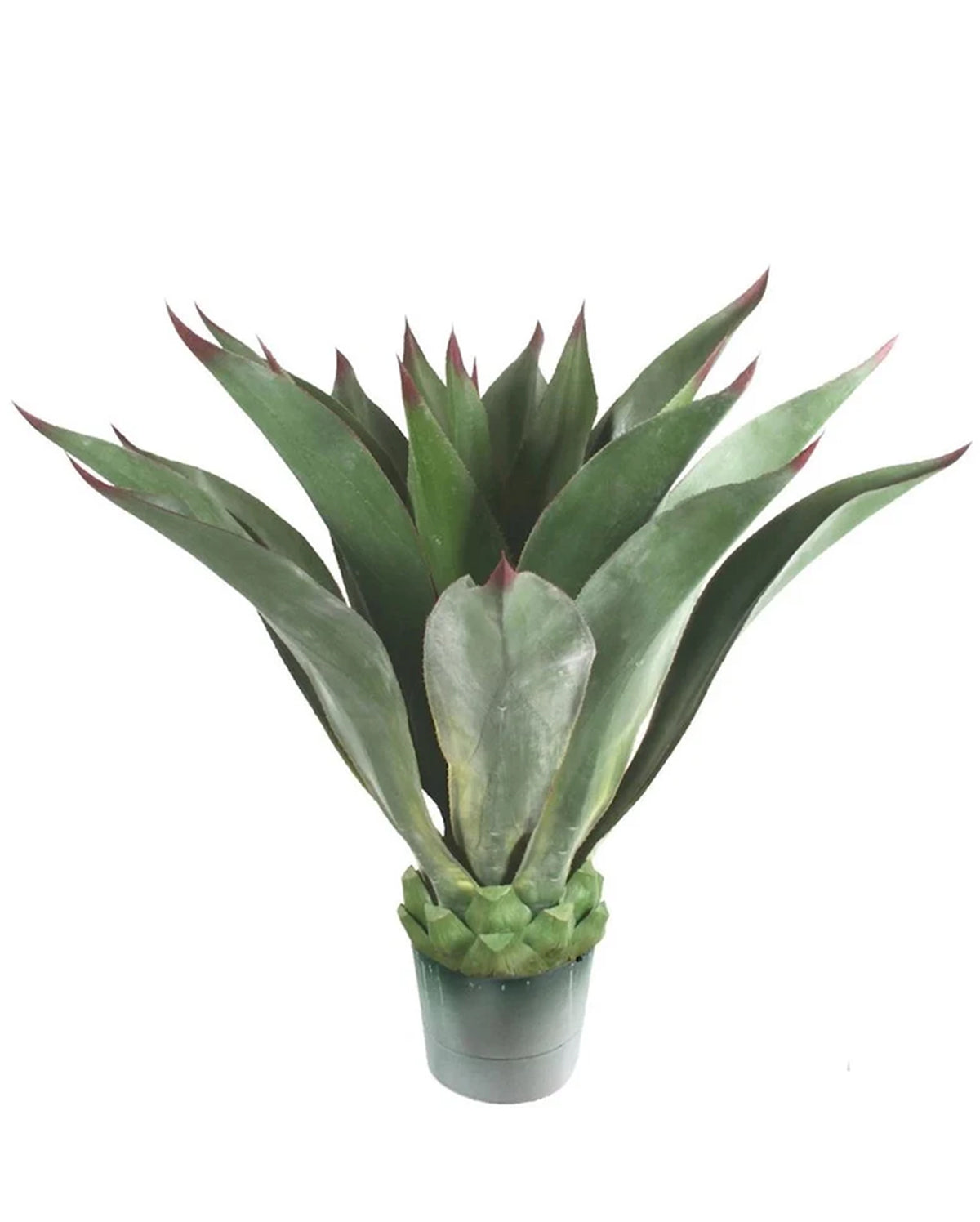 P3502N-AGAVE PLANT