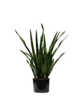 P1645-SANSERVERIA