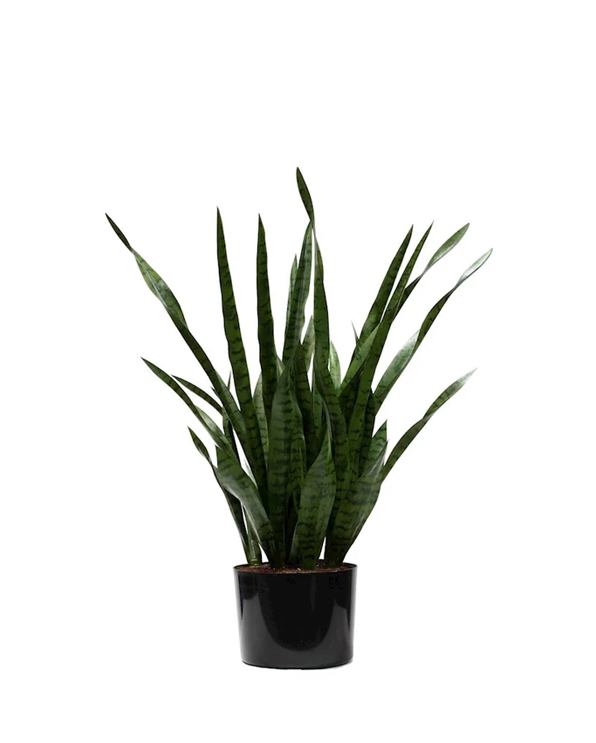 P1645-SANSERVERIA