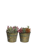 PTP6124A-MIXED SUCCULENTS