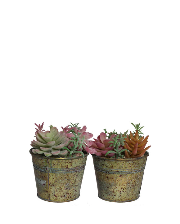 PTP6124A-MIXED SUCCULENTS