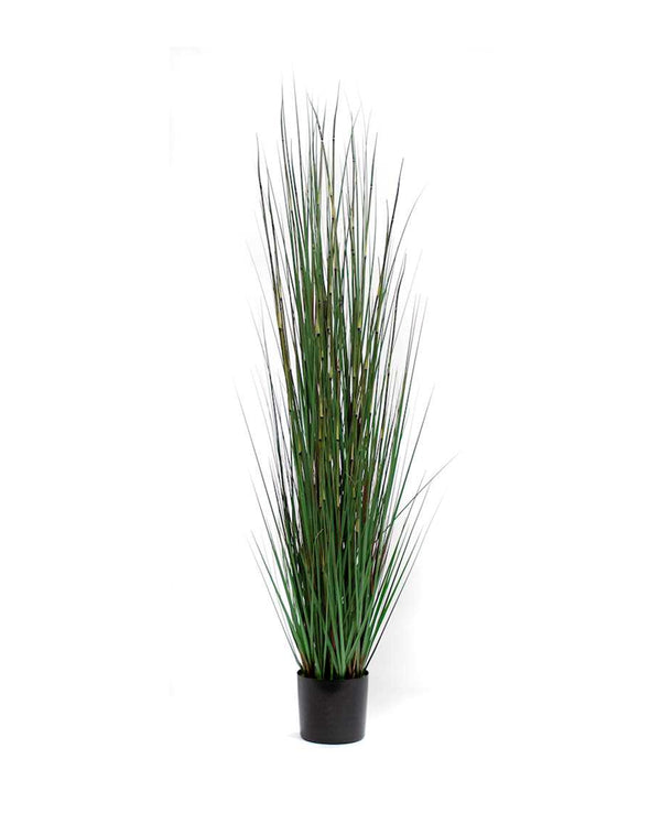 P1530-HORSETAIL