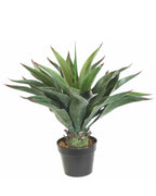 P3501-AGAVE PLANT