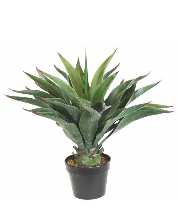 P3501-AGAVE PLANT