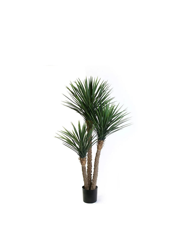 P1729-PINEAPPLE YUCCA