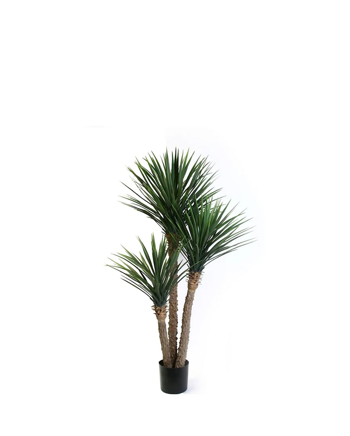 P1729-PINEAPPLE YUCCA
