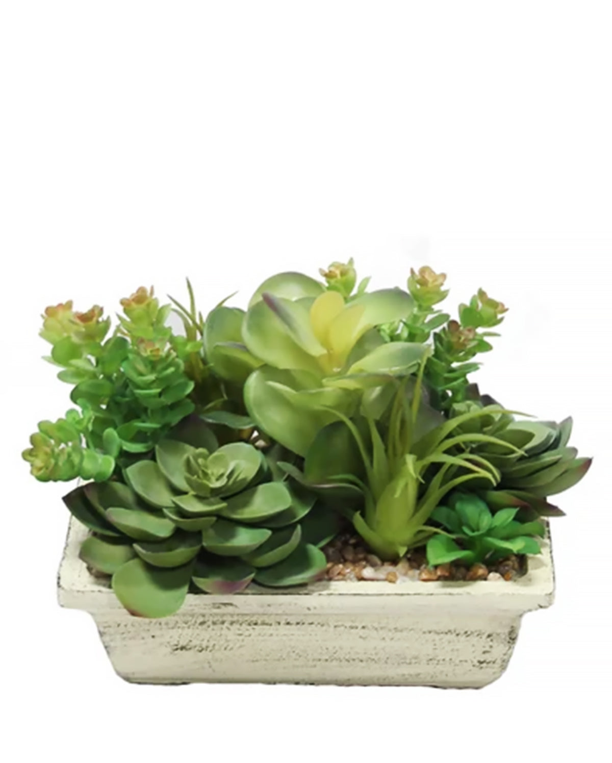 PTP7204-MIXED SUCCULENTS