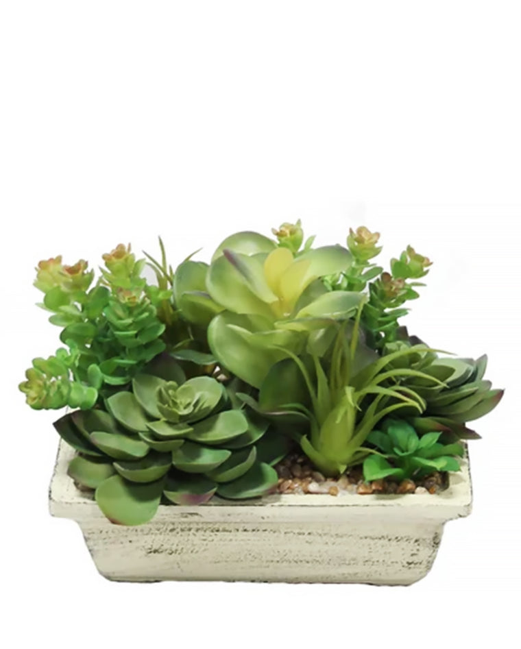 PTP7204-MIXED SUCCULENTS