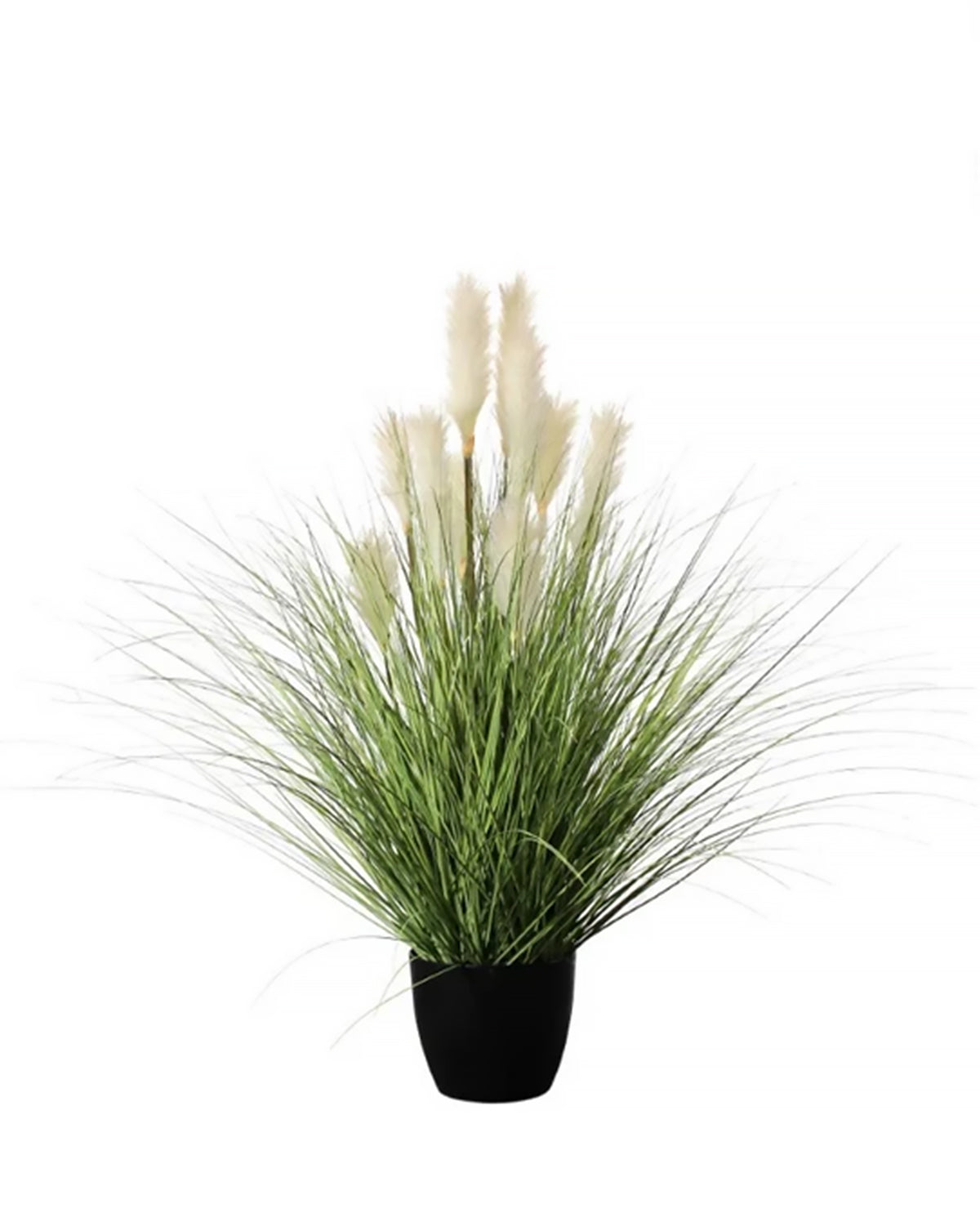 P1527R-REED RIVER GRASS