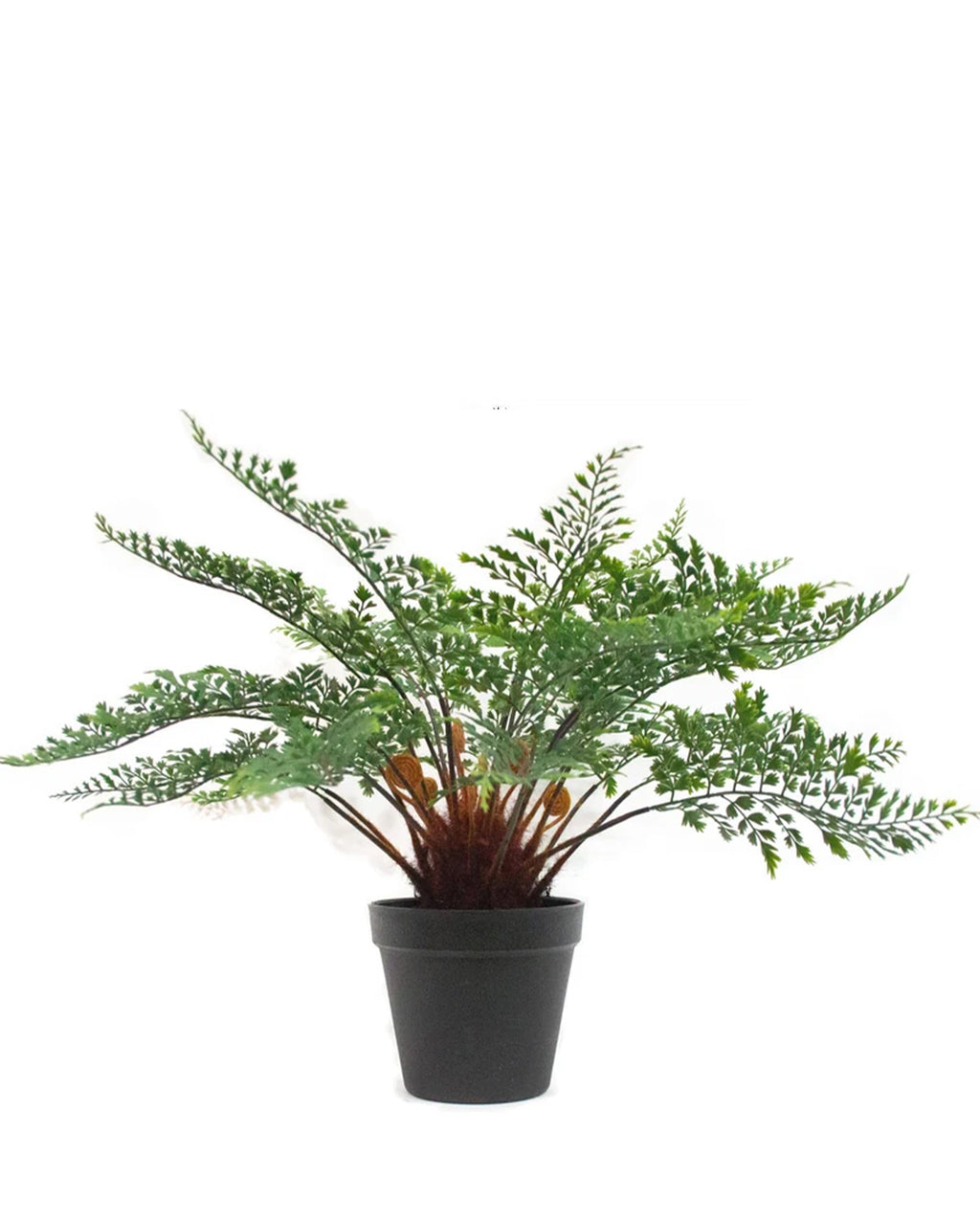PTP7230-MAIDENHAIR FERN