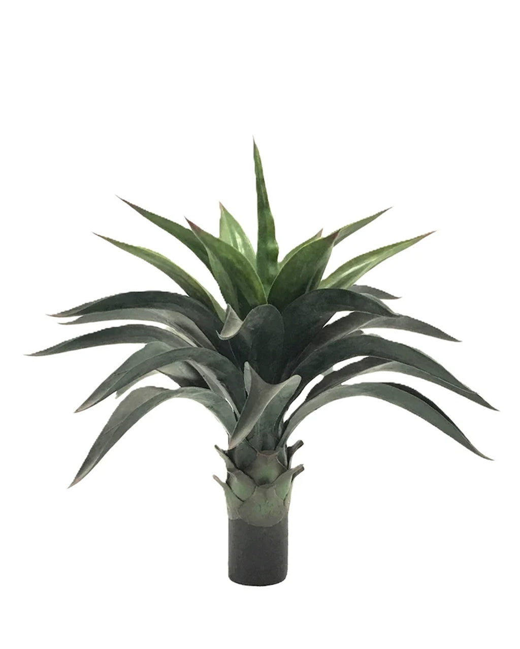 P3501N-AGAVE PLANT