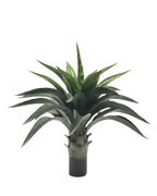 P3501N-AGAVE PLANT