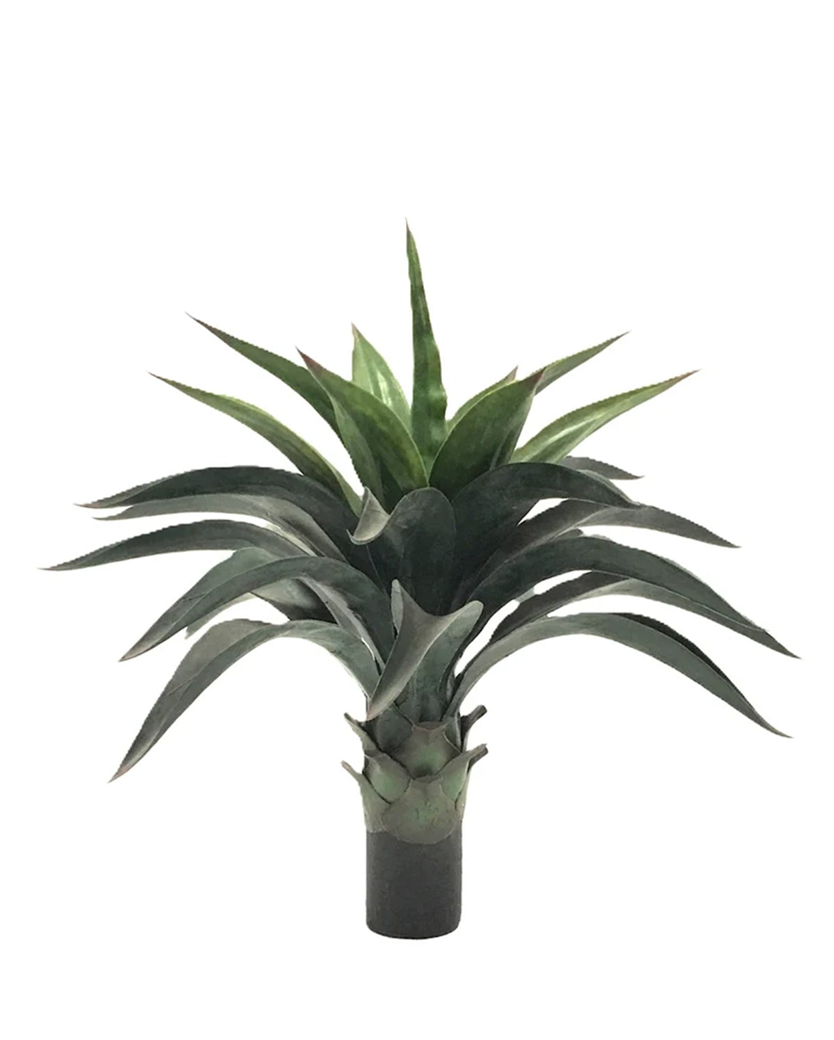P3501N-AGAVE PLANT