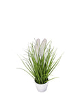 P1585- FOXTAIL GRASS IN WHITE POT