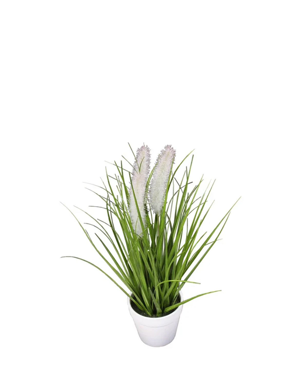 P1585- FOXTAIL GRASS IN WHITE POT