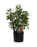 P1603-JADE PLANT