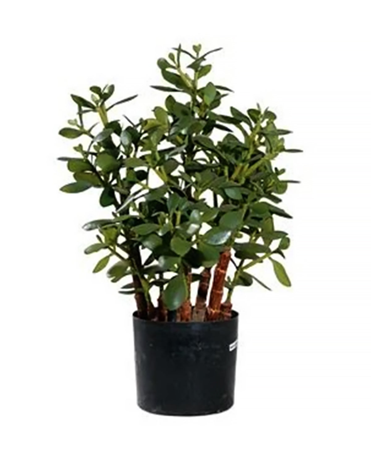 P1603-JADE PLANT