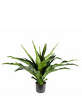 P1684-2.5 -  PTD CRINUM PLANT W/22LVS