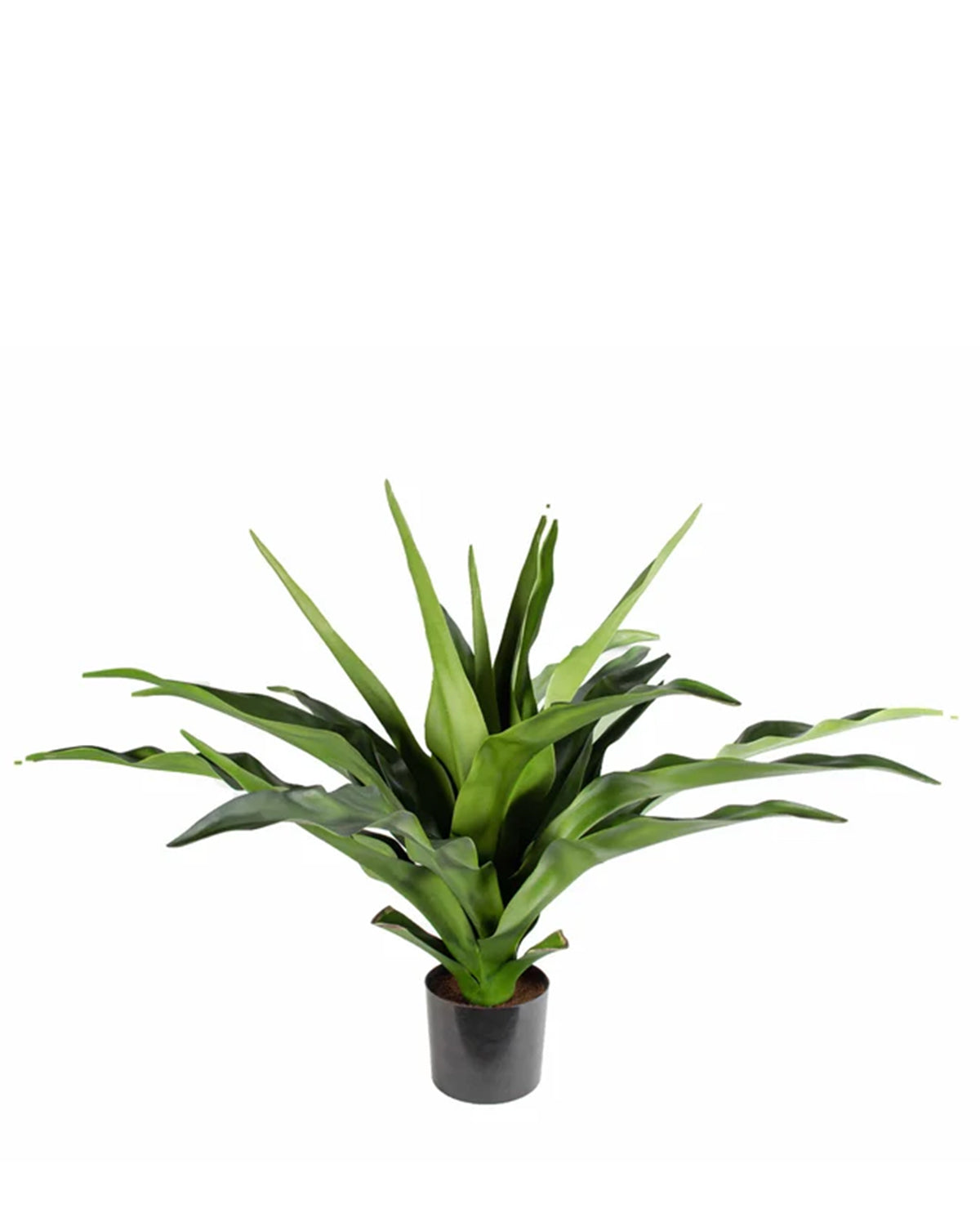 P1684-2.5 -  PTD CRINUM PLANT W/22LVS