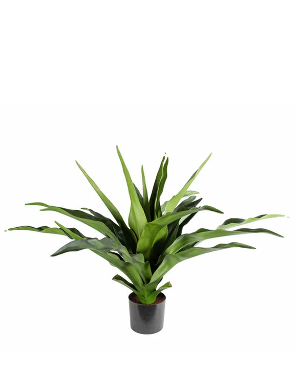 P1684-2.5 -  PTD CRINUM PLANT W/22LVS