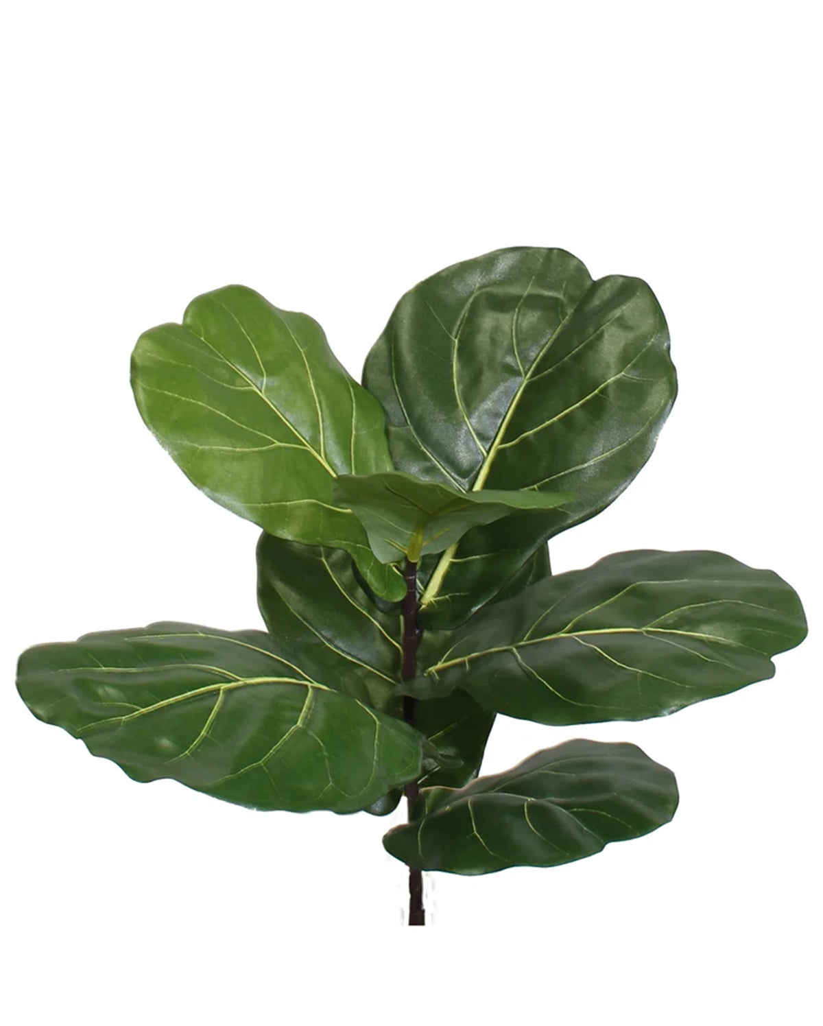 BRAZILIAN FIDDLE LEAF SPRAY