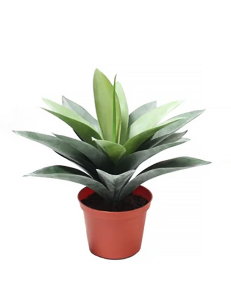 P1783 -  BABY AGAVE W/19LVS