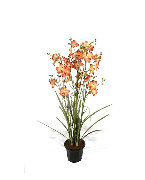 P2137-VANDA ORCHID