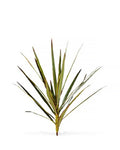 P2830 -  YUCCA HEAD BUSH W/30LVS