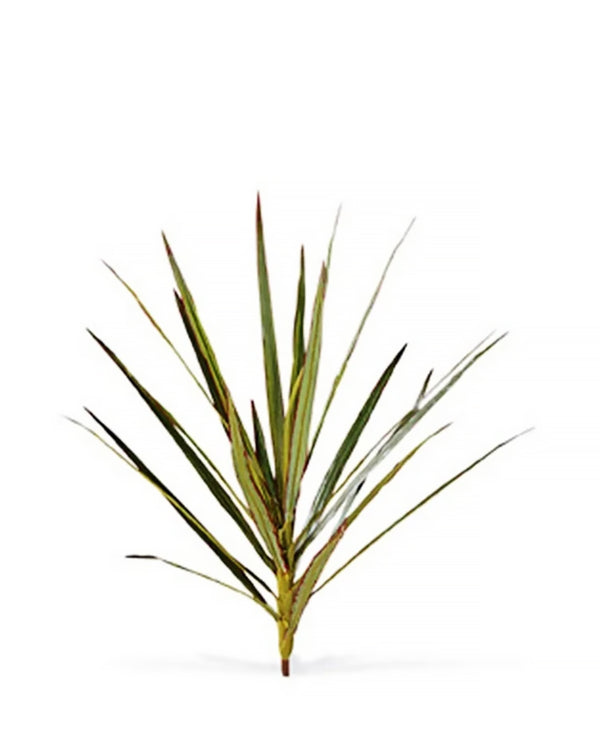 P2830 -  YUCCA HEAD BUSH W/30LVS