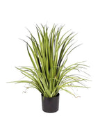 P1526-GLADIOLUS GRASS