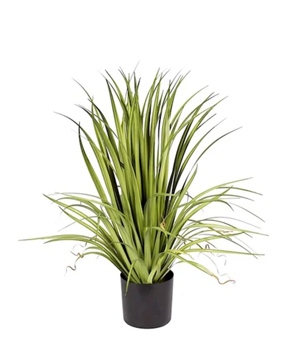 P1526-GLADIOLUS GRASS
