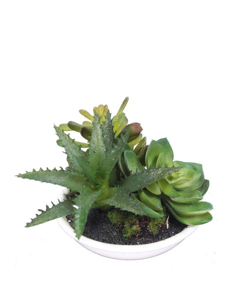 MIXED SUCCULENTS IN WHITE BOWL