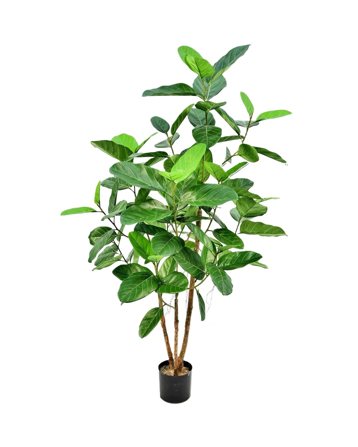 P1660 -  FICUS AUDREY TREE W/115 LVS TTGN