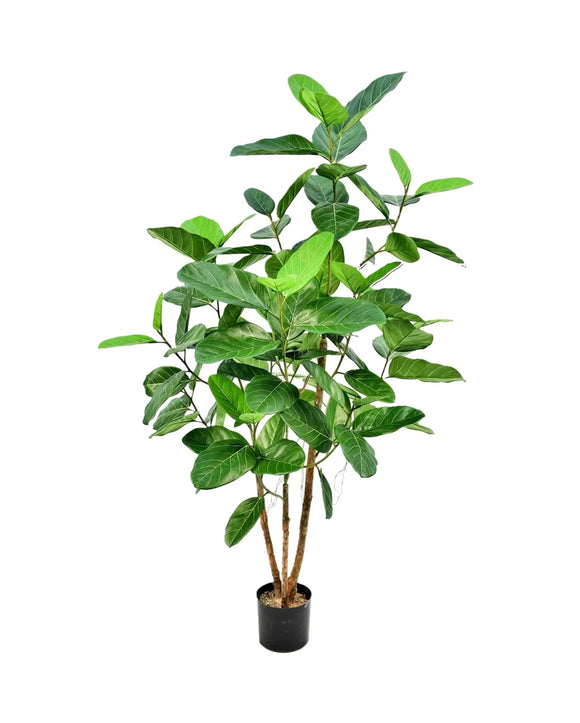 P1660 -  FICUS AUDREY TREE W/115 LVS TTGN
