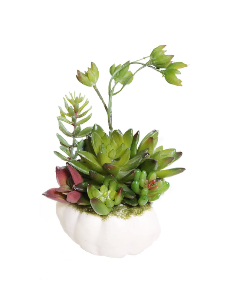 PTP7221-MIXED SUCCULENTS IN WHITE PUMPKIN