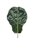P2886-BRAZILIAN FIDDLE LEAF