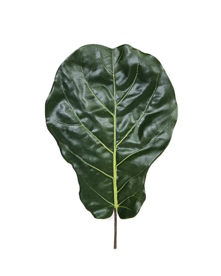 P2886-BRAZILIAN FIDDLE LEAF
