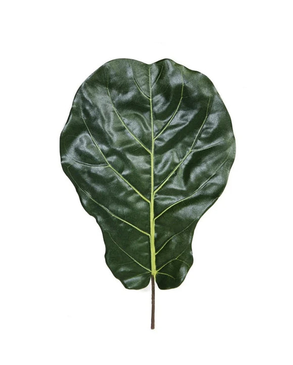 P2886-BRAZILIAN FIDDLE LEAF