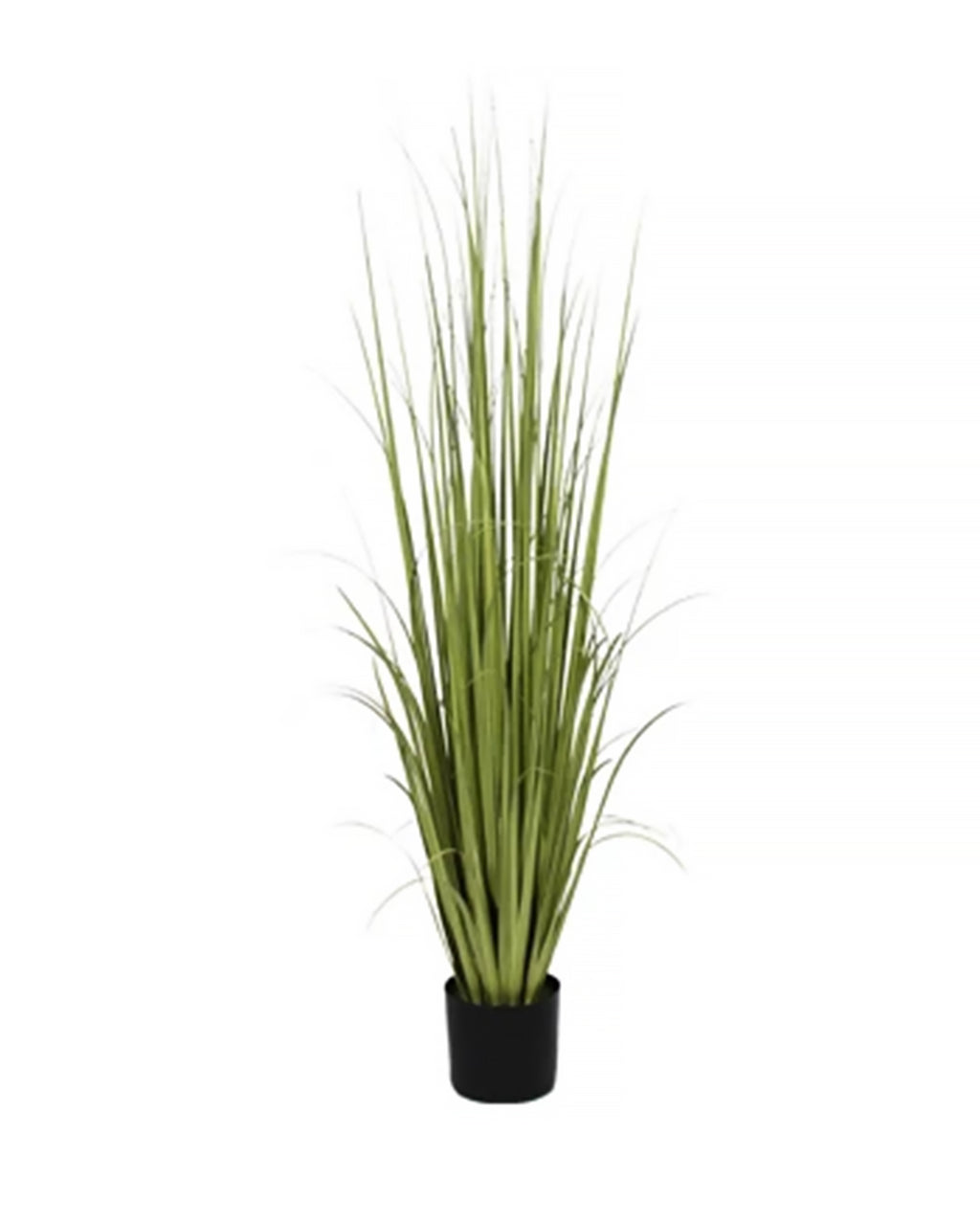 P1534-RANCH GRASS