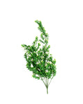 PP4019-BOXWOOD BUSH
