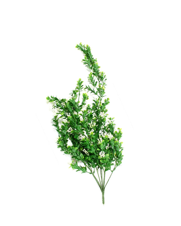 PP4019-BOXWOOD BUSH